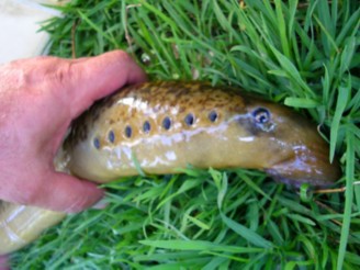 Petromyzon marinus